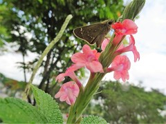 Pelopidas mathias mathias