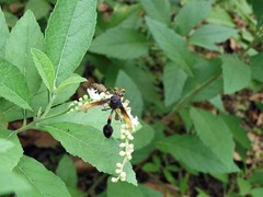 Delta pyriforme circinale