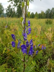 Aconitum baicalense