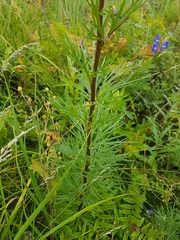 Aconitum baicalense