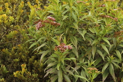 Chromolaena perglabra