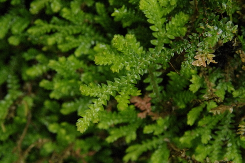 Scaly pipes clubmoss (Selaginella atirrensis)