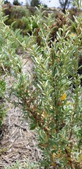 Atriplex paludosa