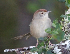 Cisticola aberrans