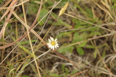 Noticastrum marginatum