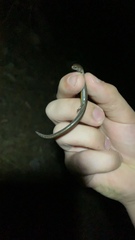 Hemiergis decresiensis