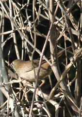 Cisticola aberrans