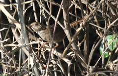 Cisticola aberrans