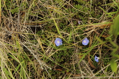 Evolvulus bogotensis