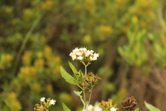Stevia lucida