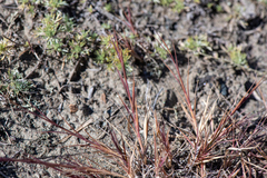 Cleistogenes squarrosa