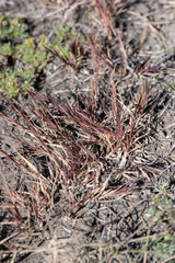 Cleistogenes squarrosa