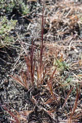 Cleistogenes squarrosa