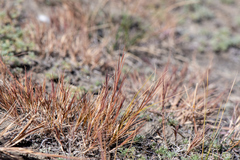 Cleistogenes squarrosa