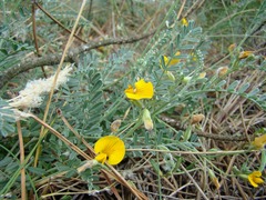 Adesmia incana