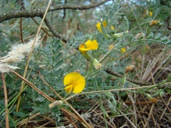 Adesmia incana