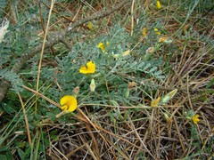 Adesmia incana