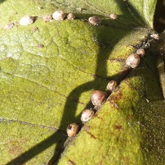 Ceroplastes rusci
