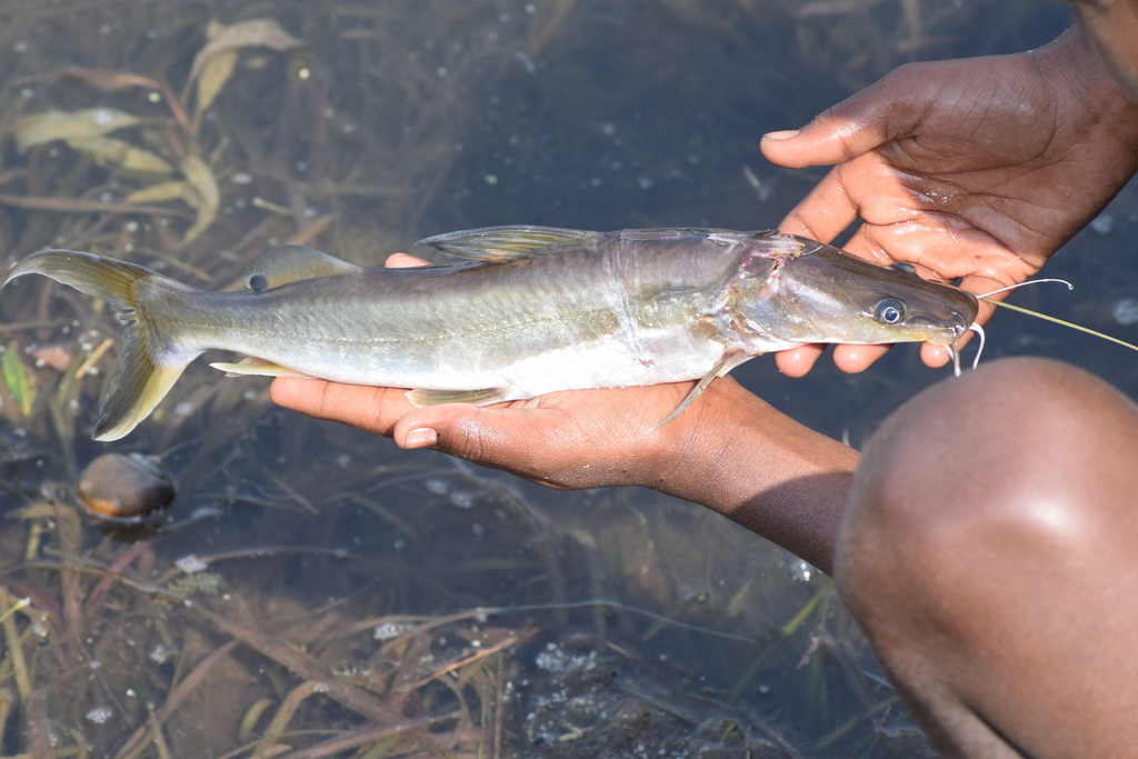 Giant River-Catfish