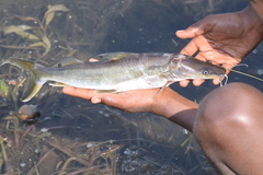 Sperata seenghala