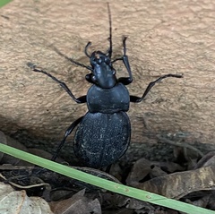 Carabus coriaceus