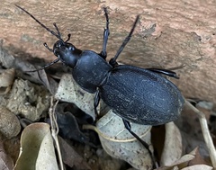 Carabus coriaceus