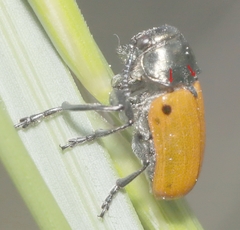 Labidostomis humeralis