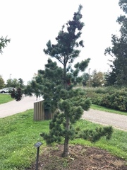 Pinus parviflora