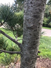 Pinus parviflora