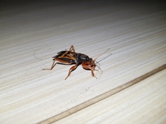 Ectomocoris elegans
