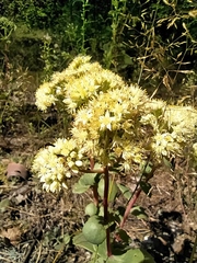 Hylotelephium maximum ruprechtii