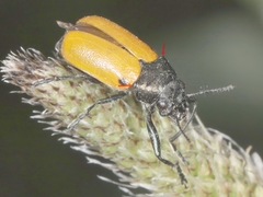 Labidostomis humeralis