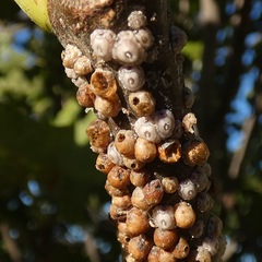 Ceroplastes rusci