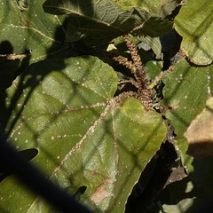 Ceroplastes rusci