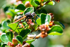 Polistes cinerascens