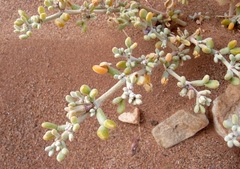 Tetraena alba
