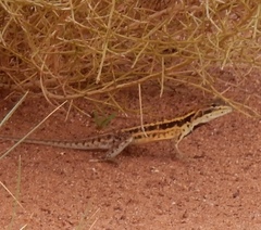 Ctenophorus isolepis