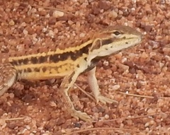 Ctenophorus isolepis