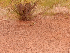 Ctenophorus isolepis