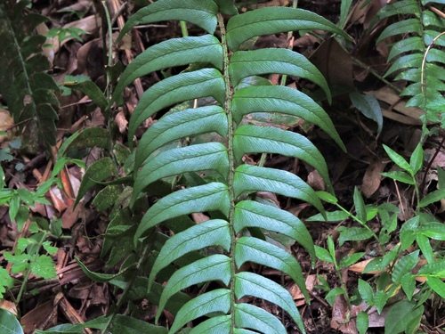 Image of Whipcord eyelash fern by (c) Jacy Chen, some rights reserved (CC BY)