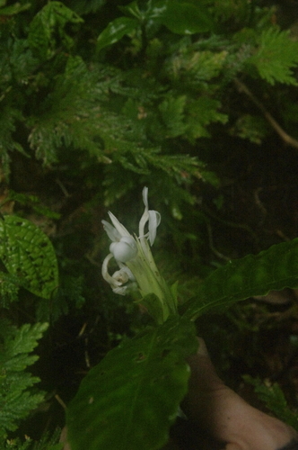 Aphelandra dolichantha