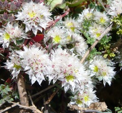 Paronychia chlorothyrsa