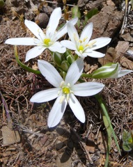Ornithogalum baeticum