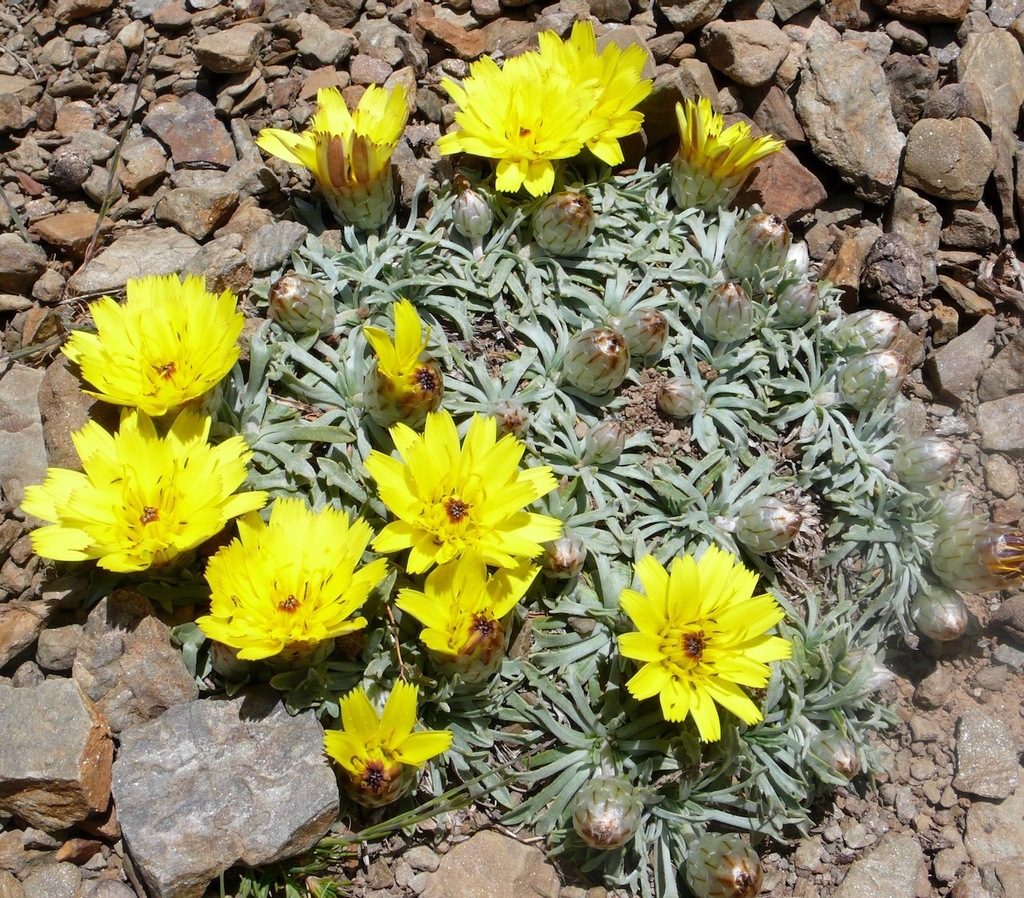 Catananche caespitosa