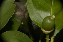 Azya luteipes