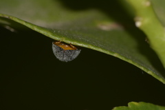 Azya luteipes