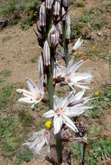 Asphodelus cerasiferus