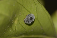 Azya luteipes