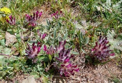 Anthyllis vulneraria maura