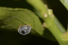Azya luteipes